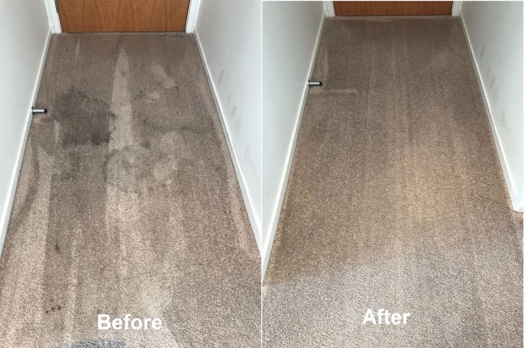 Healthier Carpets Auckland Professional Carpet Cleaning